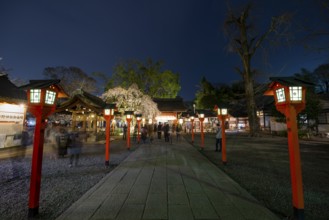 Illuminated Hirano shrine with cherry blossoms at night, blue hour, Hanami, Kyoto, Japan