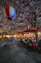 Visitors and food stalls among illuminated blooming cherry trees at Cherry Blossom Festival,