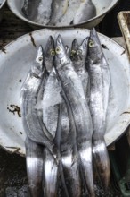 Fresh Ribbonfish, also known as Hairtail or Cutlassfish or Pla Dap Ngern in Thai which translates