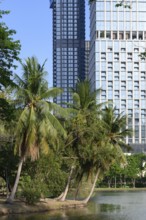 A rare urban green space with palm trees in the city centre, high rise modern buildings surrounding