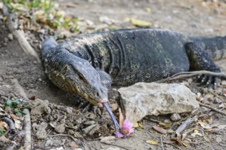 Large monitor lizards, the water monitor is a common sight beside or swimming in the lake at