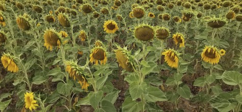 Extensive sunflower field in full bloom, summery colors and nature, Franconian Forest nature park