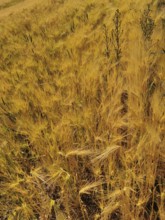 Wide field with dense, golden yellow wheat plants (triticum) summer atmosphere, Franconian Forest