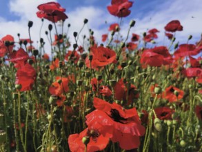 Bright red poppies (papaver) under a blue sky, lively summer atmosphere, hiking in the