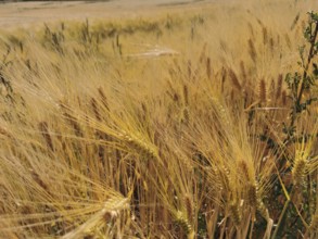 Densely overgrown wheat field (triticum) with golden yellow ears, summer landscape, Franconian