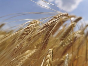 Close-up of golden yellow ears of wheat (triticum) under a blue sky, summer feeling in nature,