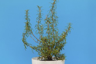Rosemary (Rosmarinus officinalis), twigs with young, very hairy leaves, in the studio, North