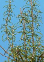 Rosemary (Rosmarinus officinalis), twigs with young, very hairy leaves, in the studio, North