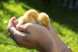 2 yellow chicks of domestic fowl (Gallus gallus domesticus) in the hand
