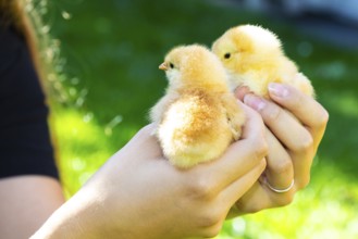 Young woman holding 2 yellow chicks of the domestic fowl (Gallus gallus domesticus)
