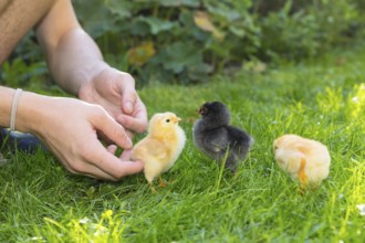 Chicks of domestic fowl (Gallus gallus domesticus) in the meadow, hands touching the chicks
