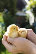 2 yellow chicks of domestic fowl (Gallus gallus domesticus) in the hand