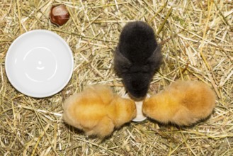 3 chicks of domestic fowl (Gallus gallus domesticus) in the straw at the feeding bowl