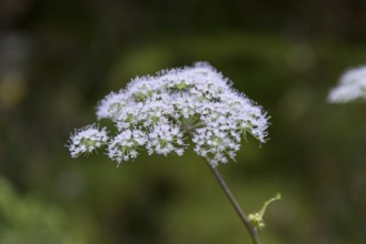 Inflorescence of Angelica sylvestris (Angelica sylvestris)