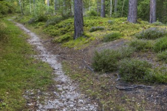 Small forest path lined with heather (Erika) and blueberries (Vaccinium), Dippoldiswalder Heide,