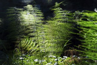 Horsetail (Equisetum) in coniferous forest in sunlight, Dippoldiswalder Heide, Saxony, Germany