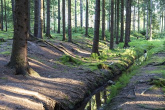 Small moat in coniferous forest, Dippoldiswalder Heide, Saxony, Germany
