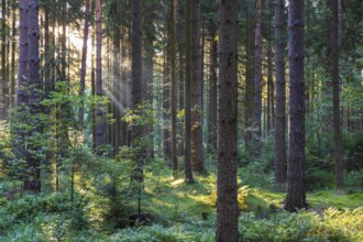 Sunbeams in the forest, coniferous forest with light fog in the morning, Dippoldiswalder Heide,