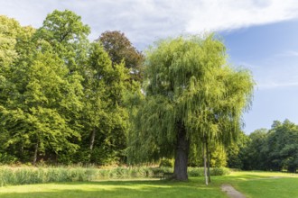 Old tree, Babylon willow (Salix babylonica) in Reinhardtsgrimma Castle Park, Saxony, Germany