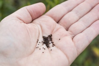 Common evening primrose (Oenothera biennis), seeds on the hand