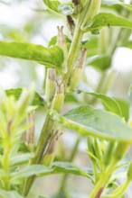 Common evening primrose (Oenothera biennis), inflorescence ripening
