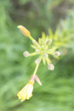 Common evening primrose (Oenothera biennis), inflorescence with buds