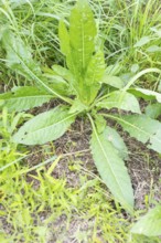 Common evening primrose (Oenothera biennis), rosette of leaves in the first year