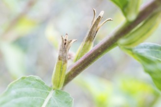 Common evening primrose (Oenothera biennis), inflorescence ripening