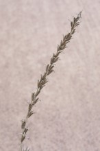 Common evening primrose (Oenothera biennis), inflorescence
