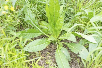 Common evening primrose (Oenothera biennis), rosette of leaves in the first year