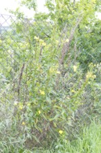 Common evening primrose (Oenothera biennis) on a wire mesh fence with faded and flowering plant