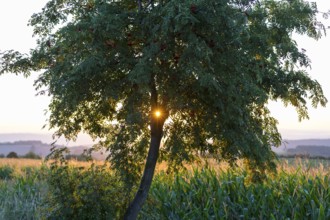 Morning sun shining through a tree, rowanberry (Sorbus aucuparia), Bannewitz, Saxony, Germany