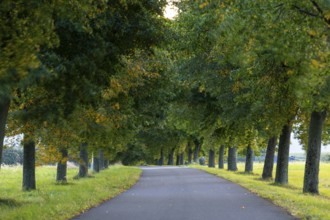 Linden avenue (Tilia) on the Lerchenberg, Börnchen, Bannewitz, Saxony, Germany