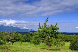 View over orchards on Schellenberg, Bergen, Chiemgau, Upper Bavaria, Bavaria, Germany