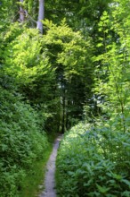 Soleleitungsweg, bei Vogling, Siegsdorf, Chiemgau, Upper Bavaria, Bavaria, Germany