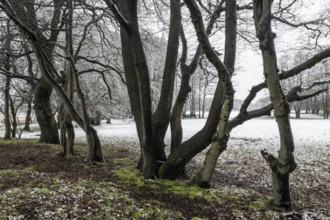 English oak (Quercus robur) and hornbeam (Carpinus betulus) in a snowy floodplain landscape,