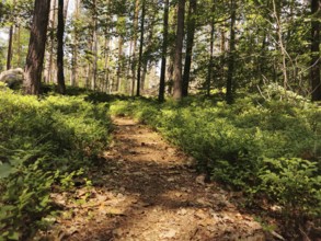 Winding forest trail with foliage, surrounded by thick greenery, hiking in the Franconian Forest