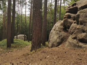 Rocky landscape in the forest with a path and tall trees, hiking in the Franconian Forest nature