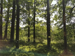 Light forest with tall trees through which sunlight falls, peaceful and quiet atmosphere, hiking in