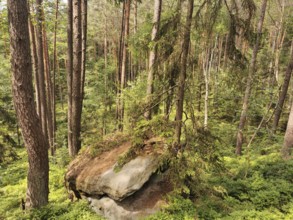 Large rock of surrounding trees in a dense forest, hiking in the Franconian Forest nature park Park