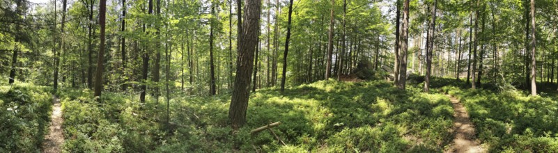 Panoramic picture of a lush green forest with winding paths, Franconian Forest nature park Park