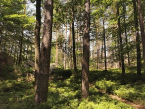 Dense forest with tall trees and sunlight shining through the leaves, Frankenwald nature park Park