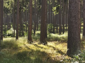 Tall trees in a sun-drenched forest with light and shadow patterns, hiking in the Thuringian Forest