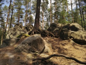 Rocky landscape with large rocks in a forest with tall trees and sun rays, hiking in the Franconian