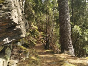 Narrow Alpensteig forest trail, lined with tall trees and rocks, hiking in the Thuringian Forest