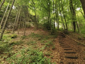 Forest trail through a green forest, with wooden stairs and a quiet atmosphere, hiking in the