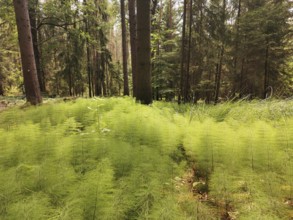 Forest scene with dense ferns (far away) under high trees, hiking in the Franconian Forest nature
