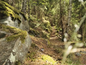 A green forest trail, alpine trail, flanked by moss-covered rocks and trees, bathed in sunshine,