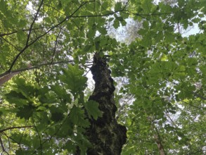 View from below of treetops covered by green leaves hiking in the Franconian Forest nature park