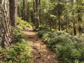Narrow forest trail in the shade, surrounded by thick vegetation, hiking in the Franconian Forest